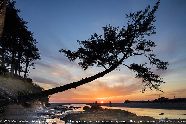 _MG_8915_Joe_creek_tree-med
