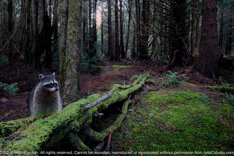 Mikorama_green_tree_coon_60x40