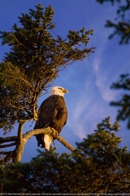 _MG_8672_Eagle_throne_24x36